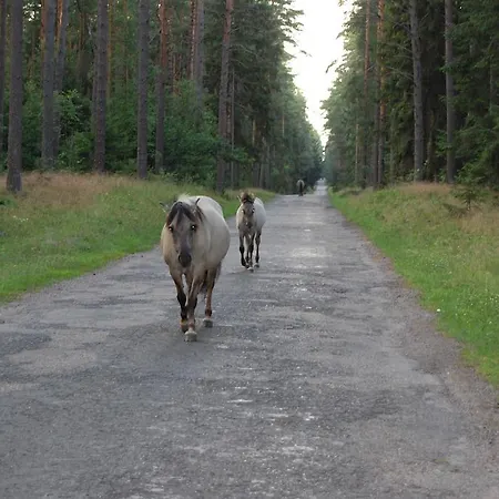 Bed & Breakfast Trzy Jeziora Wierzba