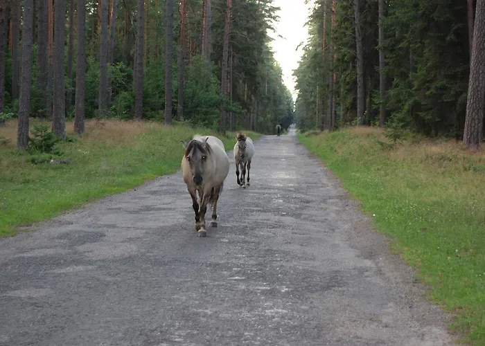Bed & Breakfast Trzy Jeziora Wierzba